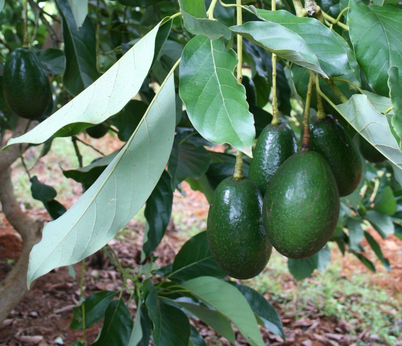Myanmar avocados