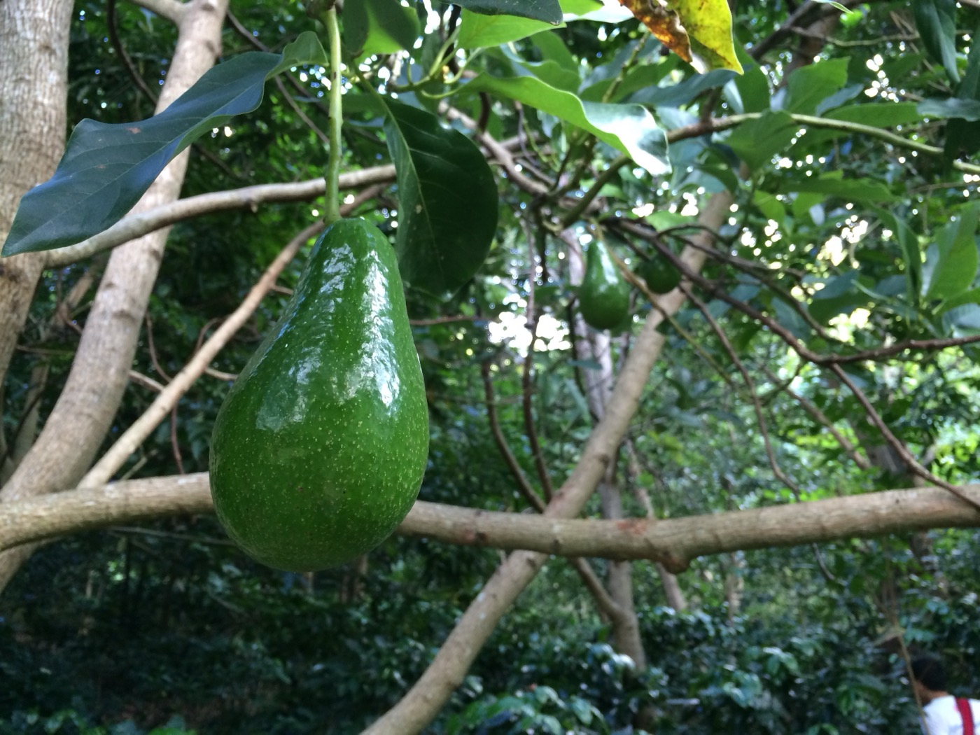 Avocado harvest