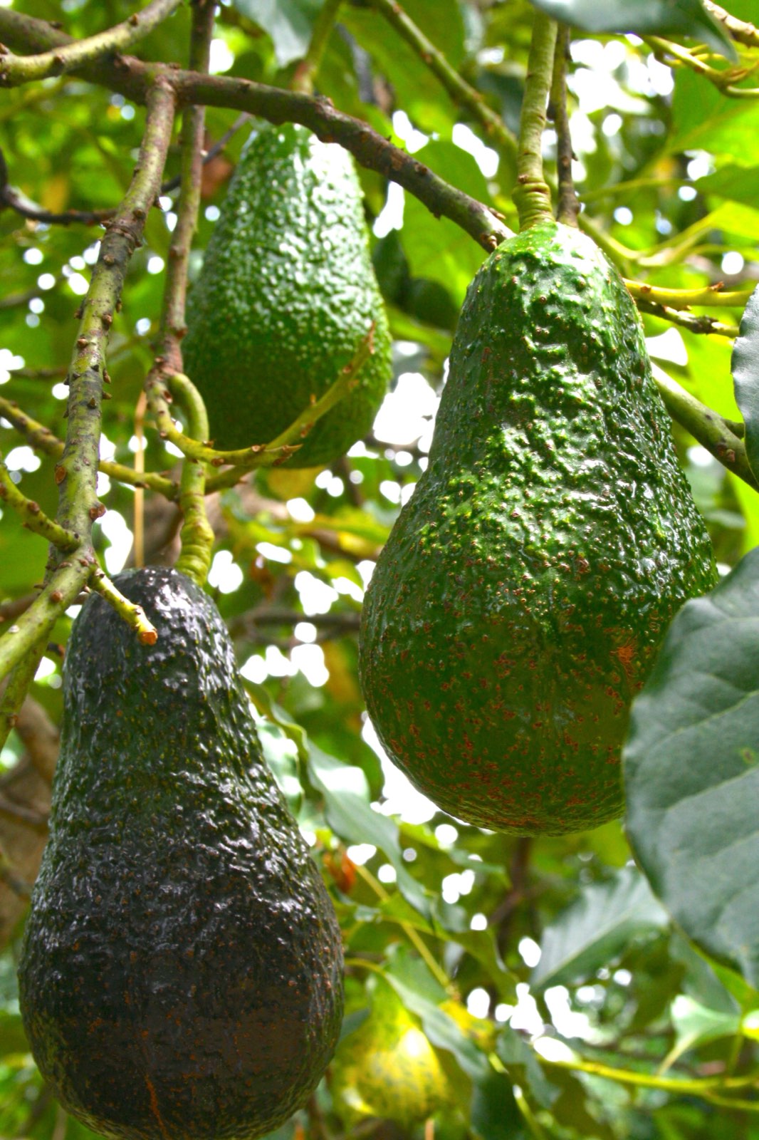 Myanmar avocados