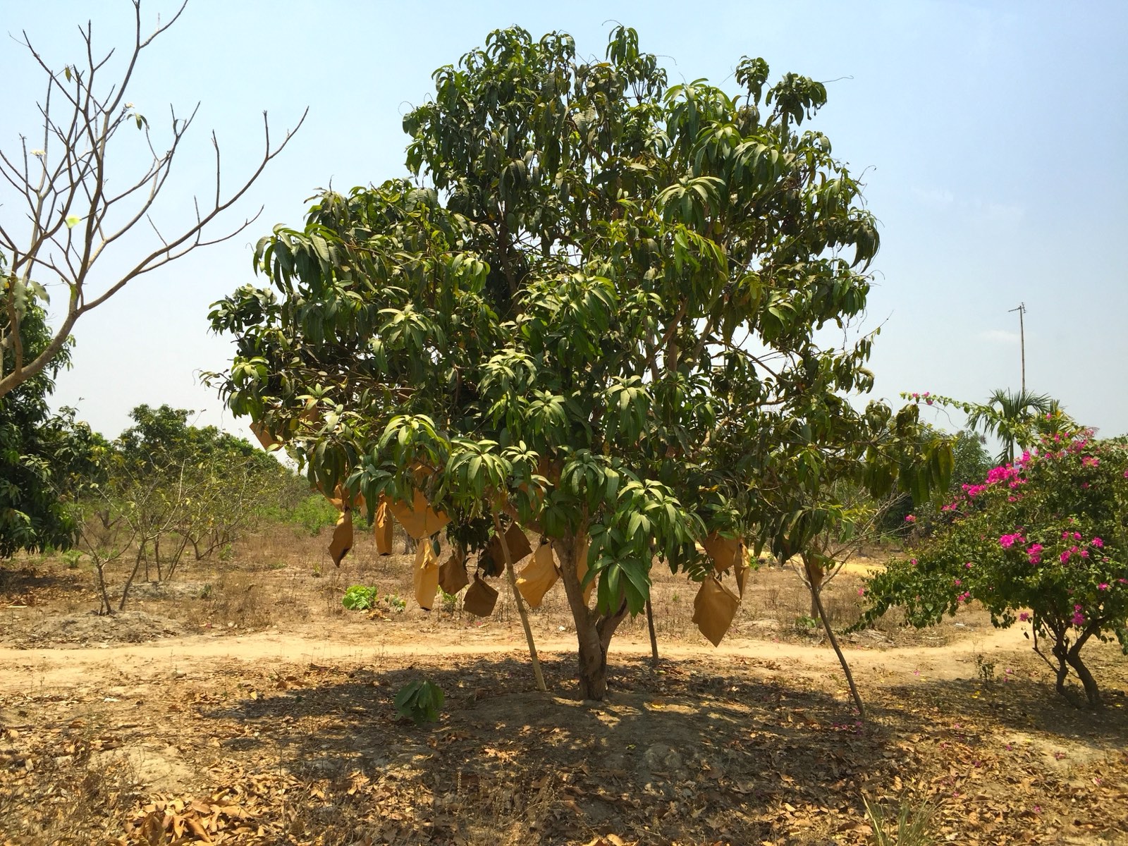 Myanmar mangoes
