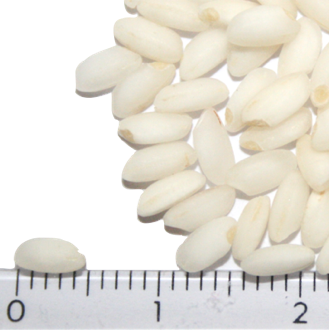 Taungpyan Pawsan grains beside a ruler