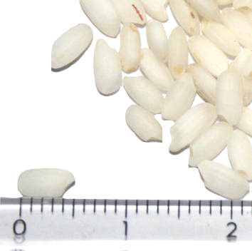 Kyarpyan Pawsan grains beside a ruler