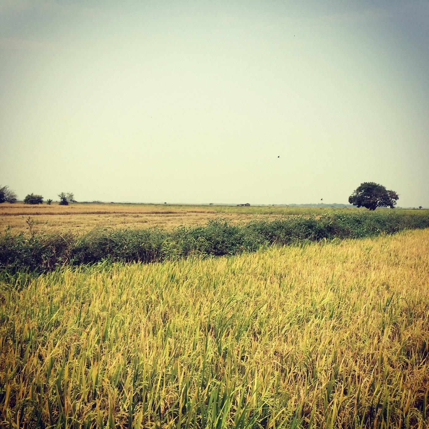 Rice field in Myanmar