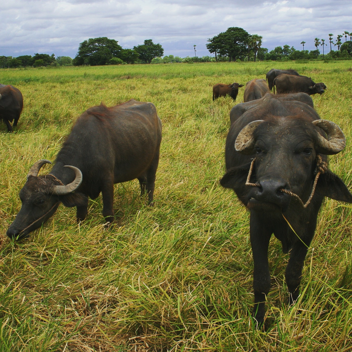 Water buffalo in a field