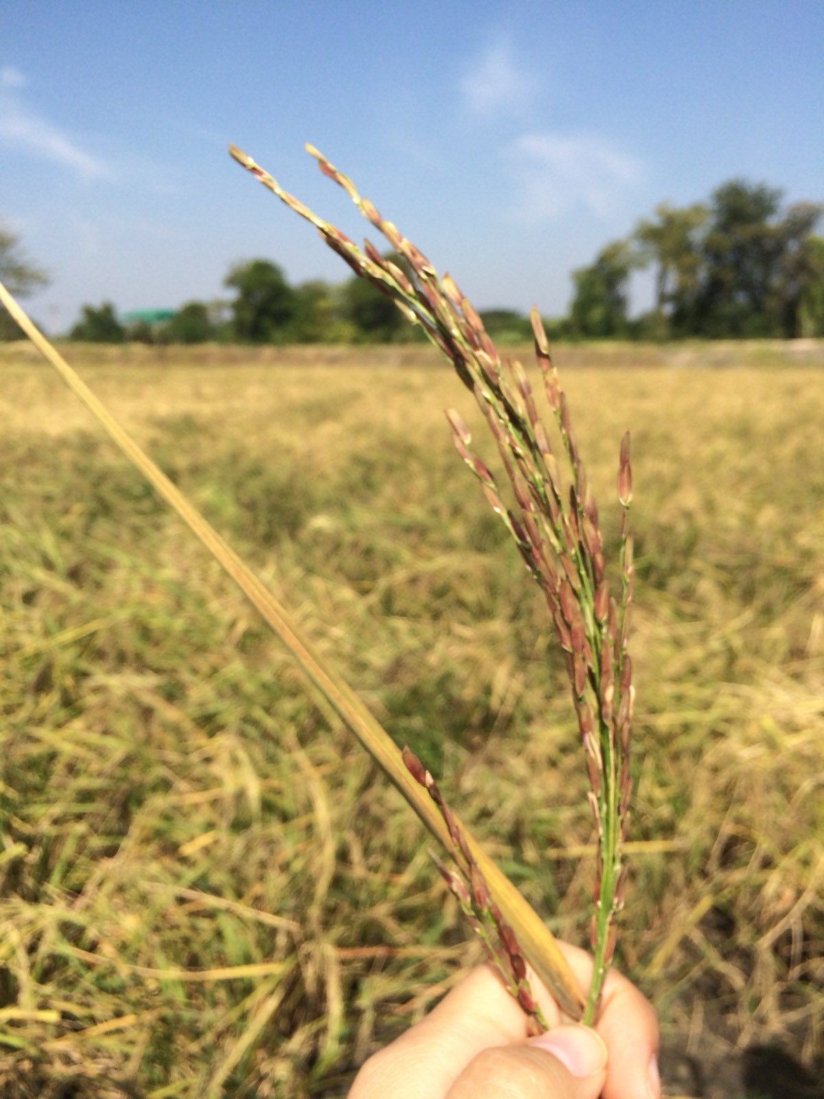 Thai organic rice
